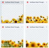 Sunflowers Shoot Through Bundle