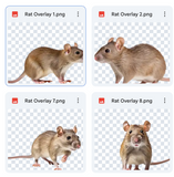 Magical Rat Overlays