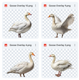 Magical Goose Overlays