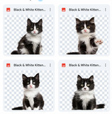 Magical Black & White Kitten Overlays