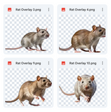 Magical Rat Overlays