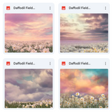 Daffodil Fields Background Bundle