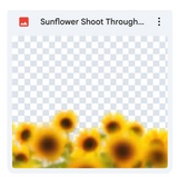 Sunflowers Shoot Through Bundle