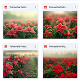 Ultimate Poinsettia Field Background Bundle