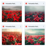 Ultimate Poinsettia Field Background Bundle