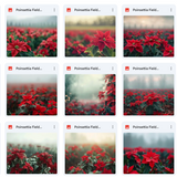 Ultimate Poinsettia Field Background Bundle