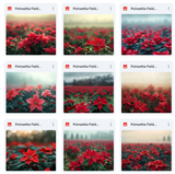 Ultimate Poinsettia Field Background Bundle