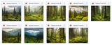 The Big Forest Bundle - Meg Bitton Productions