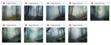 The Big Forest Bundle - Meg Bitton Productions