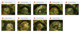 The Big Forest Bundle - Meg Bitton Productions