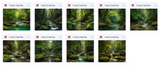 The Big Forest Bundle - Meg Bitton Productions