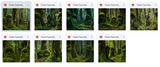 The Big Forest Bundle - Meg Bitton Productions