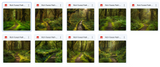 The Big Forest Bundle - Meg Bitton Productions