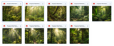 The Big Forest Bundle - Meg Bitton Productions