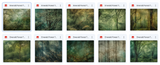 The Big Forest Bundle - Meg Bitton Productions