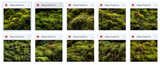 The Big Forest Bundle - Meg Bitton Productions