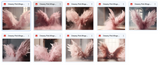 The Fantastic Feather Bundle - Meg Bitton Productions