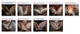 The Fantastic Feather Bundle - Meg Bitton Productions