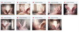 The Fantastic Feather Bundle - Meg Bitton Productions