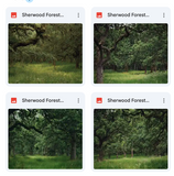 Sherwood Forest Background Bundle