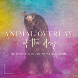 Animal Overlay of the Day - Meg Bitton Productions