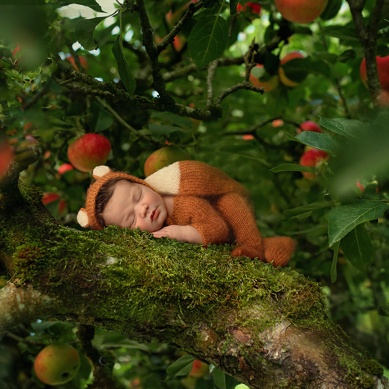 Digital Background: Apple Tree - Meg Bitton Productions