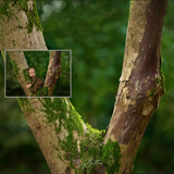 Digital Background: Mossy Branch - Meg Bitton Productions