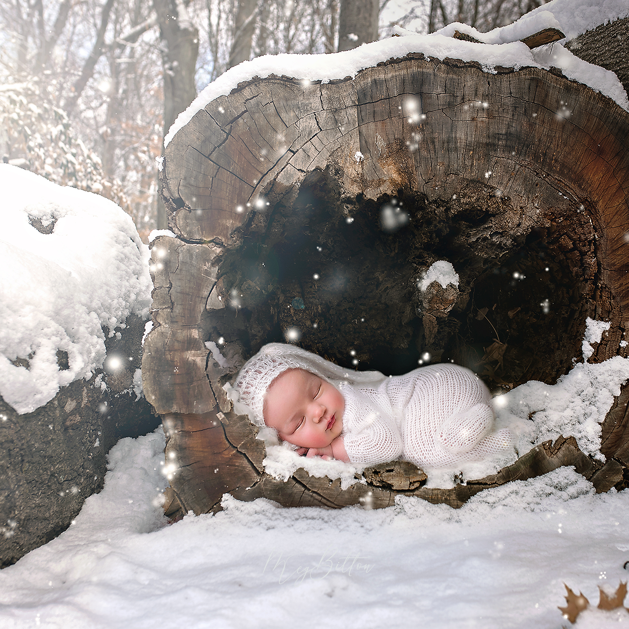 Digital Background: Snowy Log - Meg Bitton Productions