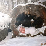 Digital Background: Snowy Log - Meg Bitton Productions