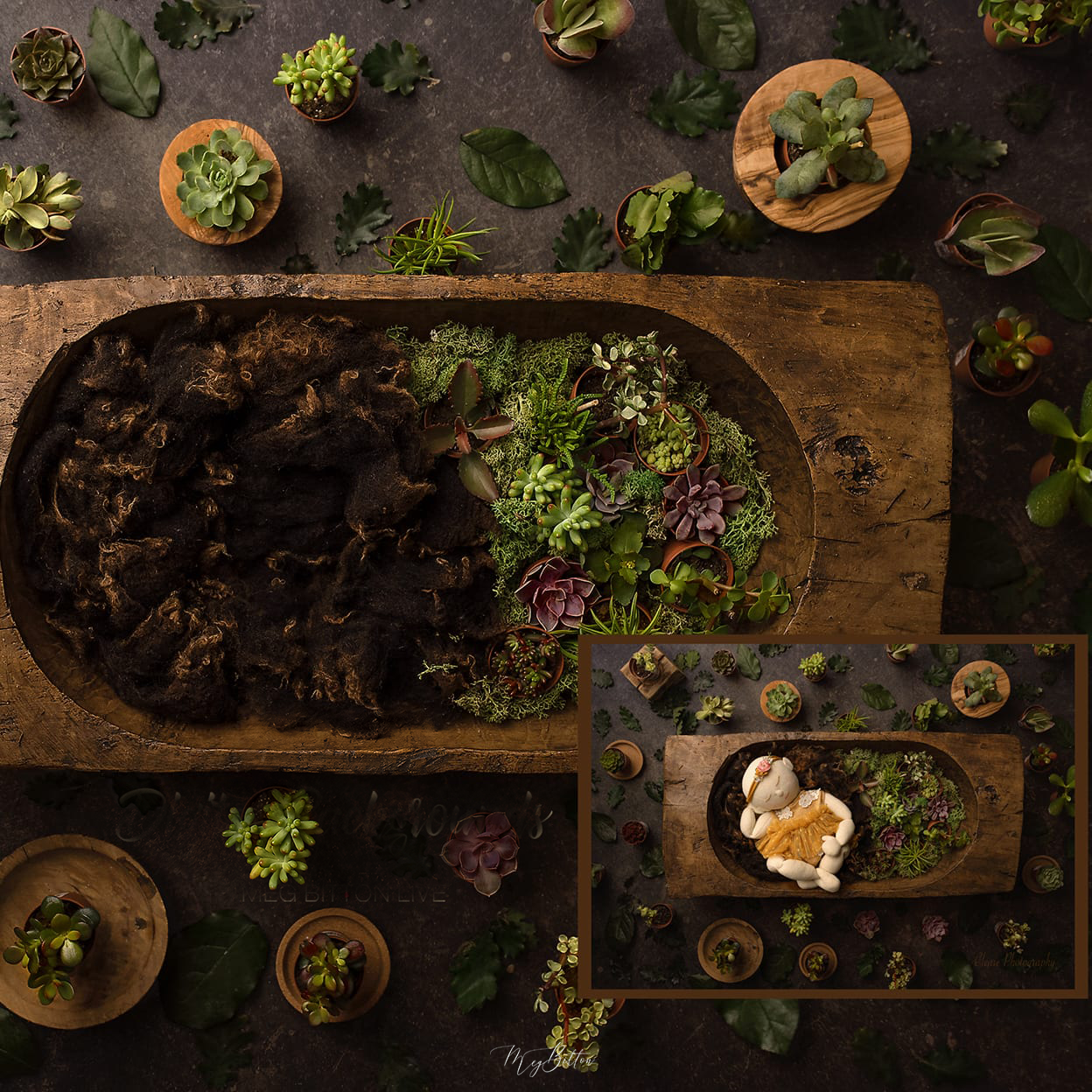 Digital Background: Succulents - Meg Bitton Productions