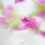 Behind the Camera: Floral Details - Meg Bitton Productions