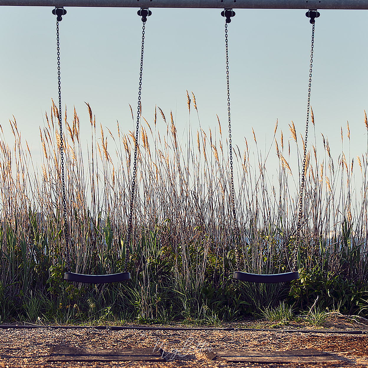 Digital Background: Beach Swing - Meg Bitton Productions