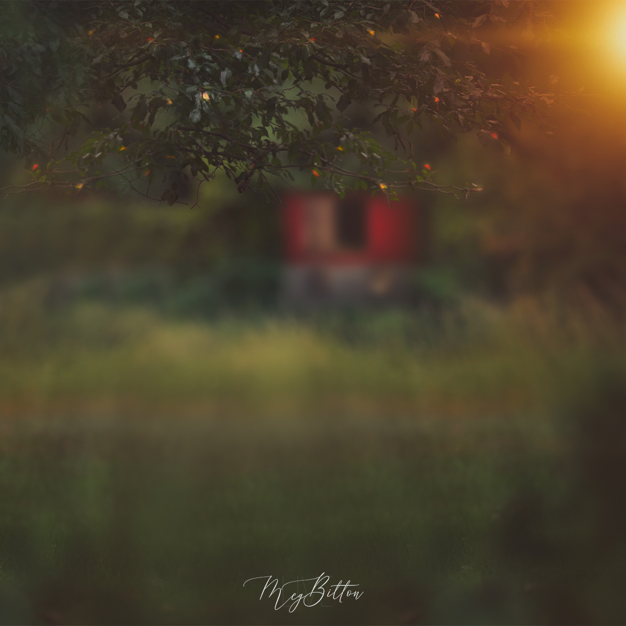 Digital Background: Beautiful Backyard - Meg Bitton Productions