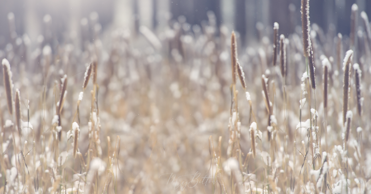 Digital Background: Close Up Cat Tails - Meg Bitton Productions