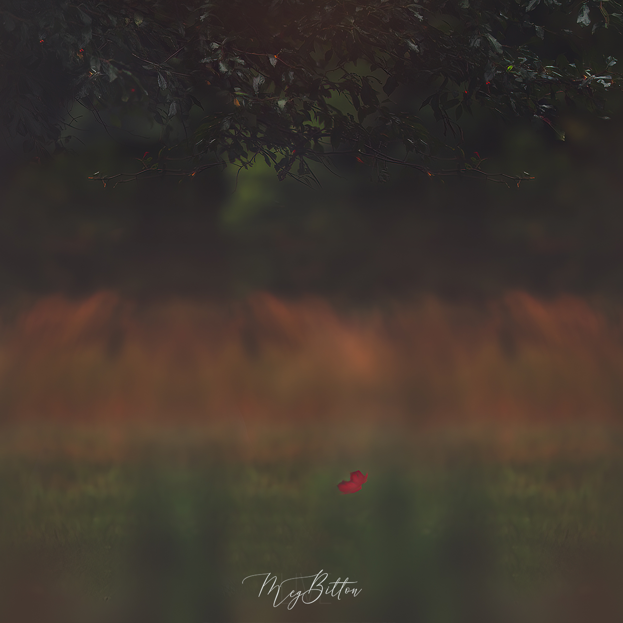 Digital Background: Falling Leaf - Meg Bitton Productions