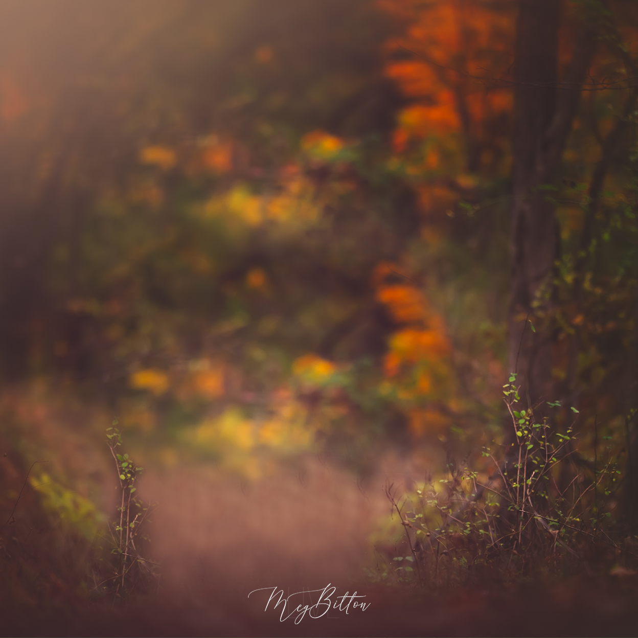 Digital Background: Forest Walk - Meg Bitton Productions