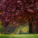 Digital Background: Golden Cherry Blossom - Meg Bitton Productions
