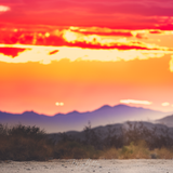 Digital Background: Joshua Tree Sunset - Meg Bitton Productions