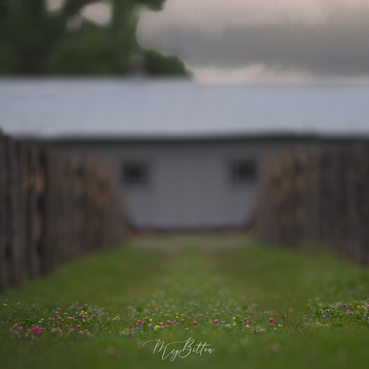 Digital Background: Lollipop Grass - Meg Bitton Productions