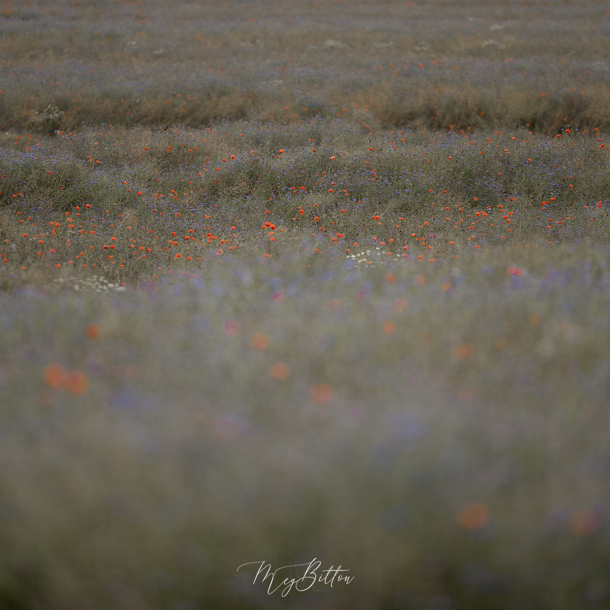 Digital Background: Running Field - Meg Bitton Productions
