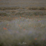 Digital Background: Running Field - Meg Bitton Productions