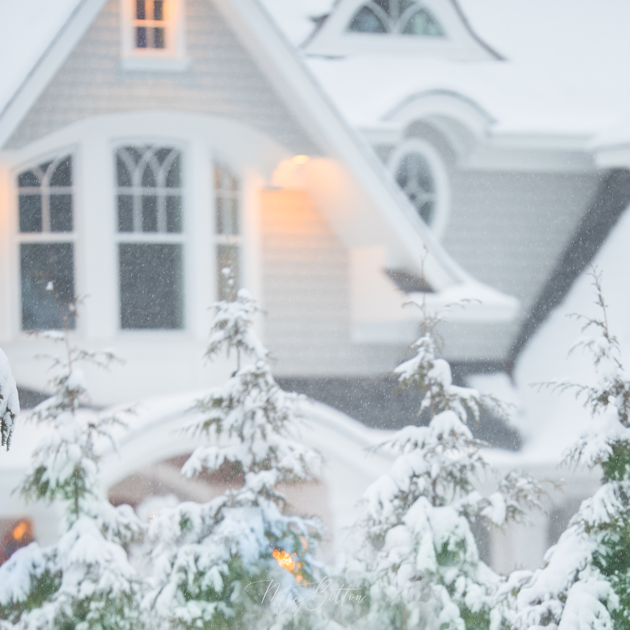 Digital Background: Snow Beauty - Meg Bitton Productions