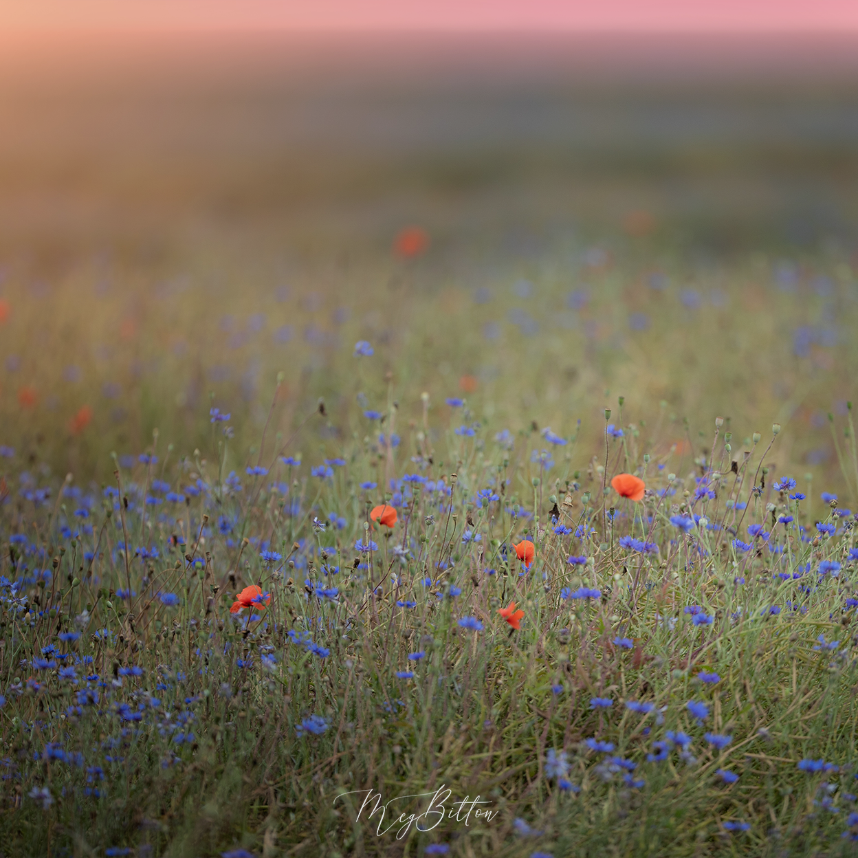 Digital Background: Sunrise Field - Meg Bitton Productions