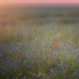 Digital Background: Sunrise Field - Meg Bitton Productions