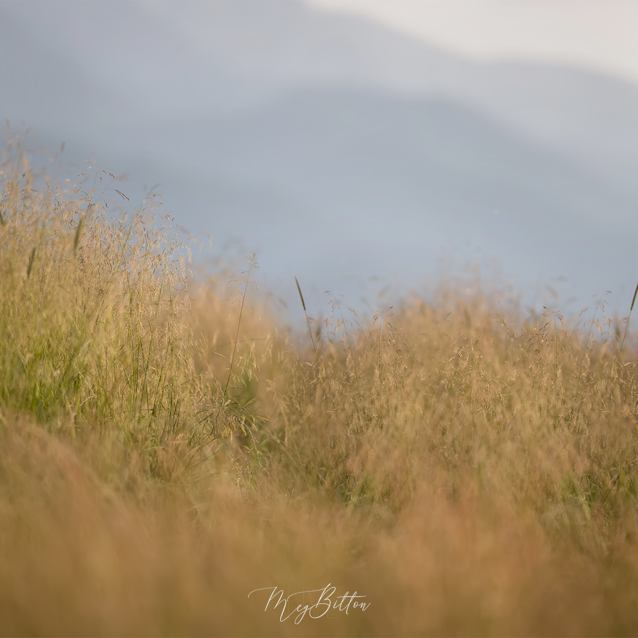 Digital Background: The Shoreline - Meg Bitton Productions