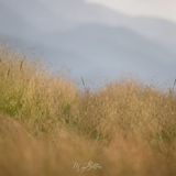 Digital Background: The Shoreline - Meg Bitton Productions