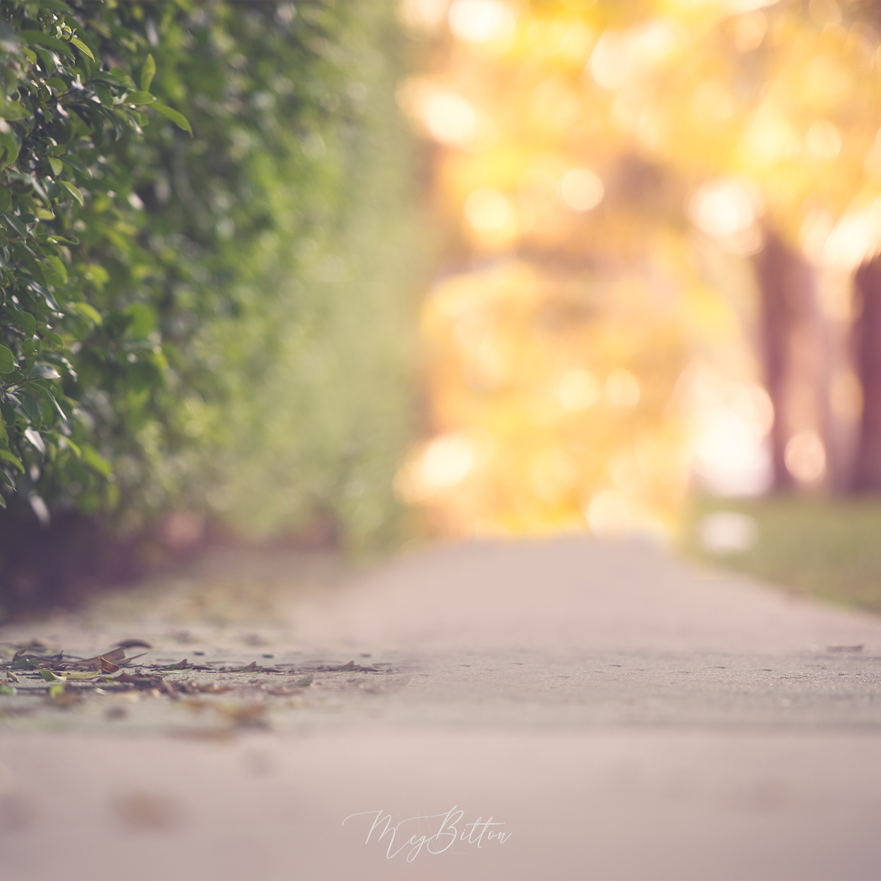Digital Background: Walk to the Beach - Meg Bitton Productions