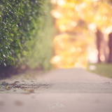 Digital Background: Walk to the Beach - Meg Bitton Productions