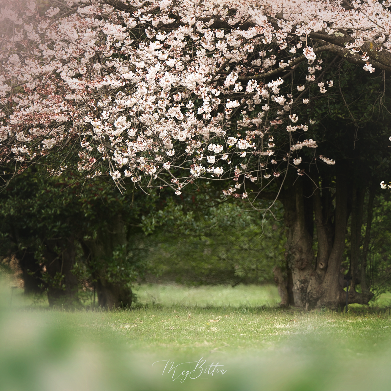 Digital Background: White Blossoms - Meg Bitton Productions