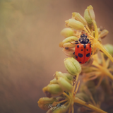Foundations of Fine Art Macro - November 2021 - Meg Bitton Productions